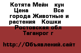 Котята Мейн - кун › Цена ­ 19 000 - Все города Животные и растения » Кошки   . Ростовская обл.,Таганрог г.
